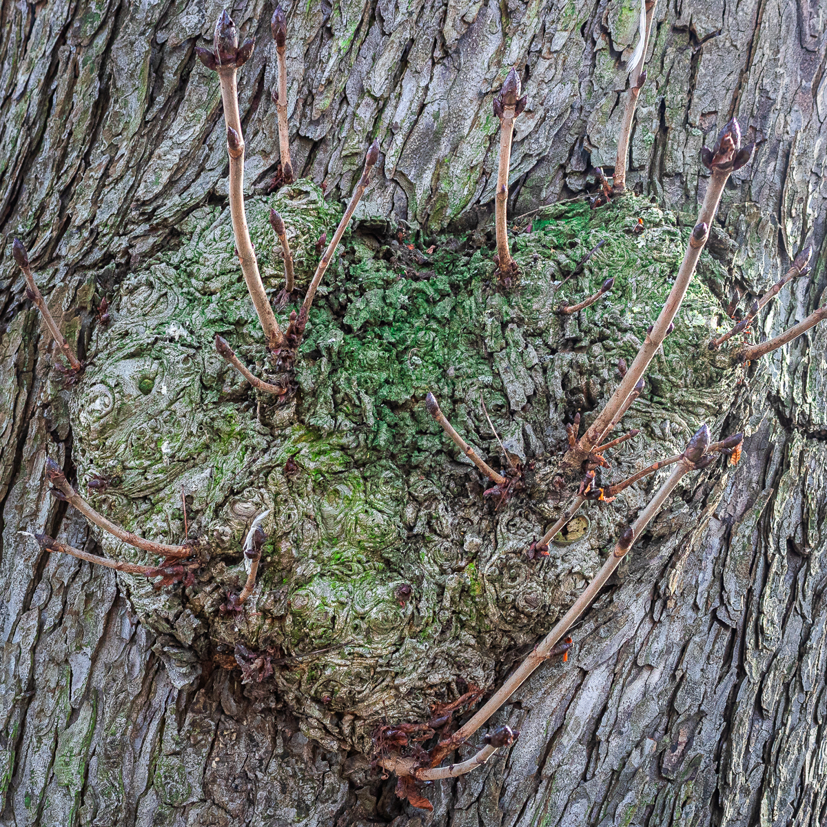 77-2301-hard hart.jpg